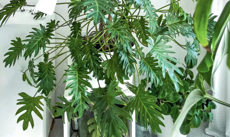 La pianta giusta per pollici ‘verdini’? Il Philodendron!