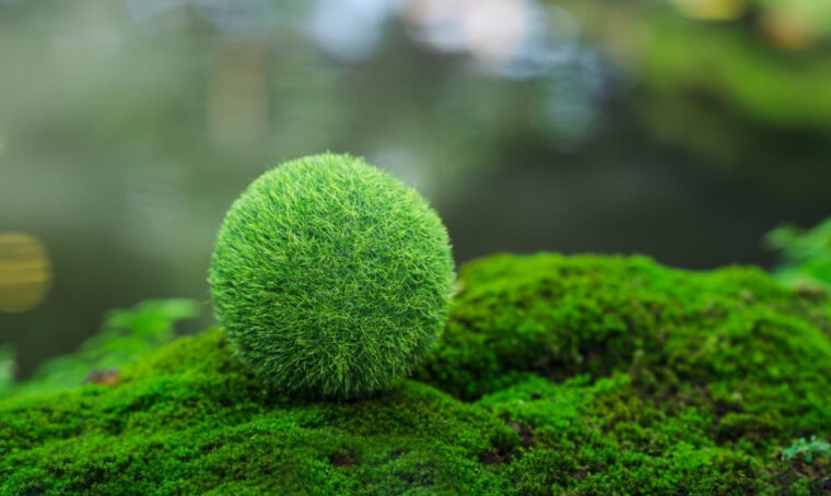 Scopri i Marimo, le piccole alghe verdi di forma sferica